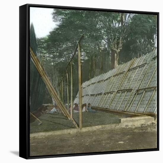 The Drying of Quinquina, Island of Java (Indonesia), around 1900-Leon, Levy et Fils-Framed Stretched Canvas