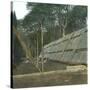 The Drying of Quinquina, Island of Java (Indonesia), around 1900-Leon, Levy et Fils-Stretched Canvas