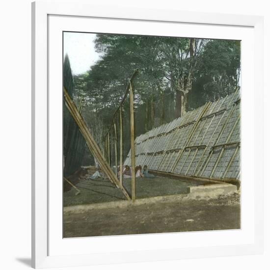 The Drying of Quinquina, Island of Java (Indonesia), around 1900-Leon, Levy et Fils-Framed Photographic Print