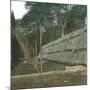 The Drying of Quinquina, Island of Java (Indonesia), around 1900-Leon, Levy et Fils-Mounted Photographic Print