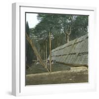 The Drying of Quinquina, Island of Java (Indonesia), around 1900-Leon, Levy et Fils-Framed Photographic Print