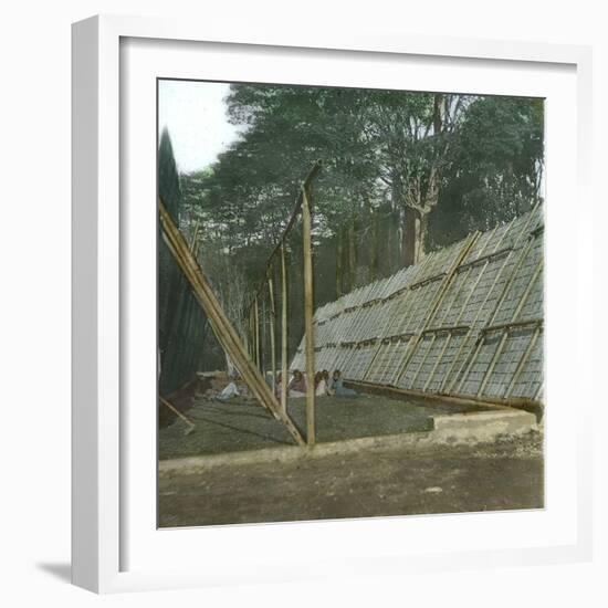 The Drying of Quinquina, Island of Java (Indonesia), around 1900-Leon, Levy et Fils-Framed Photographic Print