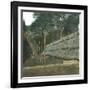 The Drying of Quinquina, Island of Java (Indonesia), around 1900-Leon, Levy et Fils-Framed Photographic Print