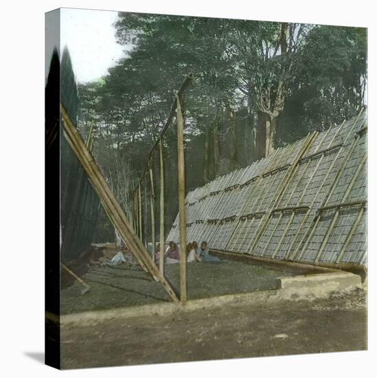 The Drying of Quinquina, Island of Java (Indonesia), around 1900-Leon, Levy et Fils-Stretched Canvas