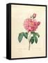 The Duchess of Orleans Rose-Pierre-Joseph Redouté-Framed Stretched Canvas