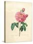 The Duchess of Orleans Rose-Pierre-Joseph Redouté-Stretched Canvas