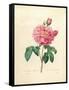 The Duchess of Orleans Rose-Pierre-Joseph Redouté-Framed Stretched Canvas