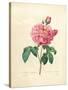 The Duchess of Orleans Rose-Pierre-Joseph Redouté-Stretched Canvas