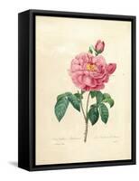 The Duchess of Orleans Rose-Pierre-Joseph Redouté-Framed Stretched Canvas