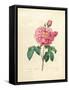 The Duchess of Orleans Rose-Pierre-Joseph Redouté-Framed Stretched Canvas