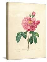 The Duchess of Orleans Rose-Pierre-Joseph Redouté-Stretched Canvas