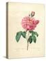 The Duchess of Orleans Rose-Pierre-Joseph Redouté-Stretched Canvas