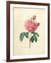 The Duchess of Orleans Rose-Pierre-Joseph Redouté-Framed Giclee Print