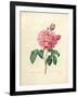 The Duchess of Orleans Rose-Pierre-Joseph Redouté-Framed Giclee Print