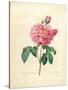 The Duchess of Orleans Rose-Pierre-Joseph Redouté-Stretched Canvas