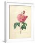 The Duchess of Orleans Rose-Pierre-Joseph Redouté-Framed Giclee Print