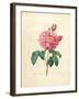 The Duchess of Orleans Rose-Pierre-Joseph Redouté-Framed Giclee Print