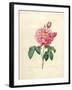 The Duchess of Orleans Rose-Pierre-Joseph Redouté-Framed Giclee Print