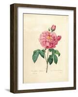 The Duchess of Orleans Rose-Pierre-Joseph Redouté-Framed Giclee Print