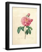 The Duchess of Orleans Rose-Pierre-Joseph Redouté-Framed Giclee Print