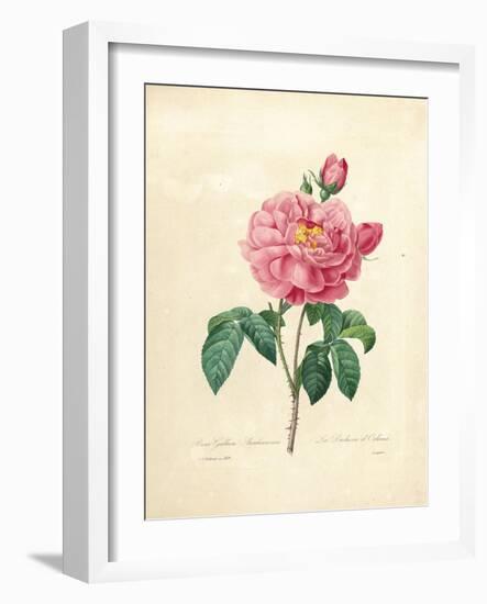 The Duchess of Orleans Rose-Pierre-Joseph Redouté-Framed Giclee Print