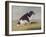 The Duchess of York's Spaniel, 1804-Henry Bernard Chalon-Framed Giclee Print