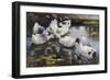 The Duck Pond, (Oil on Canvas)-Alexander Koester-Framed Giclee Print