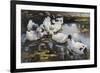 The Duck Pond, (Oil on Canvas)-Alexander Koester-Framed Giclee Print