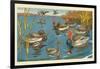 The Ducks And The Ugly Duckling-Hauman-Framed Art Print