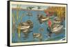 The Ducks And The Ugly Duckling-Hauman-Framed Stretched Canvas