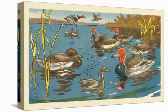 The Ducks And The Ugly Duckling-Hauman-Stretched Canvas