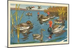The Ducks And The Ugly Duckling-Hauman-Mounted Art Print