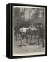 The Duel Between M Floquet and General Boulanger-Amedee Forestier-Framed Stretched Canvas