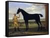 The Duke of Devonshire's Racehorse 'Basto', C.1708-25 (Oil on Canvas)-John Wootton-Framed Stretched Canvas