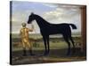 The Duke of Devonshire's Racehorse 'Basto', C.1708-25 (Oil on Canvas)-John Wootton-Stretched Canvas