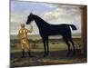 The Duke of Devonshire's Racehorse 'Basto', C.1708-25 (Oil on Canvas)-John Wootton-Mounted Giclee Print