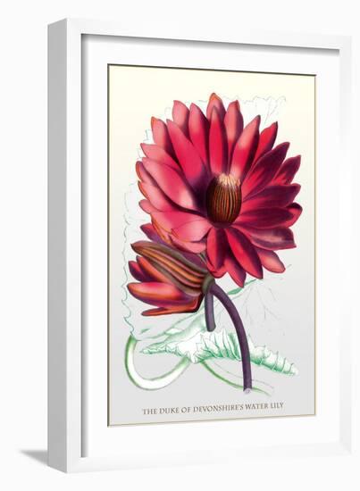 The Duke of Devonshire's Water Lily-null-Framed Art Print