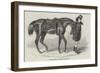 The Duke's Horse, Led by His Groom-Benjamin Herring-Framed Giclee Print