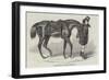 The Duke's Horse, Led by His Groom-Benjamin Herring-Framed Giclee Print