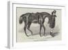 The Duke's Horse, Led by His Groom-Benjamin Herring-Framed Giclee Print