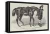 The Duke's Horse, Led by His Groom-Benjamin Herring-Framed Stretched Canvas
