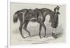 The Duke's Horse, Led by His Groom-Benjamin Herring-Framed Giclee Print