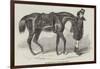 The Duke's Horse, Led by His Groom-Benjamin Herring-Framed Giclee Print