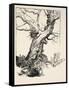 The Duke's Oak, Illustration from 'Midsummer Nights Dream' by William Shakespeare, 1908 (Litho)-Arthur Rackham-Framed Stretched Canvas