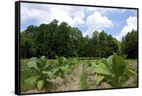 The Duke's of Durham, NC Tobacco Historial Site-Gary Carter-Framed Stretched Canvas
