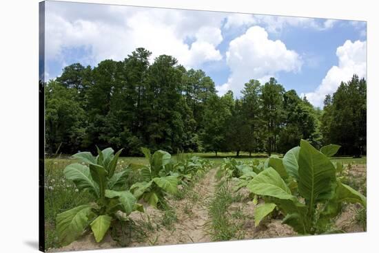 The Duke's of Durham, NC Tobacco Historial Site-Gary Carter-Stretched Canvas