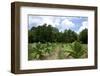 The Duke's of Durham, NC Tobacco Historial Site-Gary Carter-Framed Photographic Print