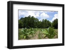 The Duke's of Durham, NC Tobacco Historial Site-Gary Carter-Framed Photographic Print