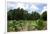 The Duke's of Durham, NC Tobacco Historial Site-Gary Carter-Framed Photographic Print