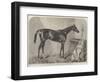 The Duke, Winner of the Goodwood and Brighton Cups-Harry Hall-Framed Giclee Print